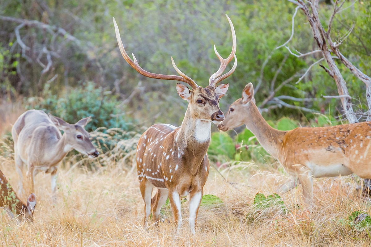 Axis Deer in Texas - James Bigley Ranches