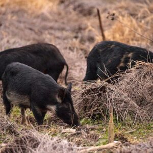 Feral Pigs in Texas