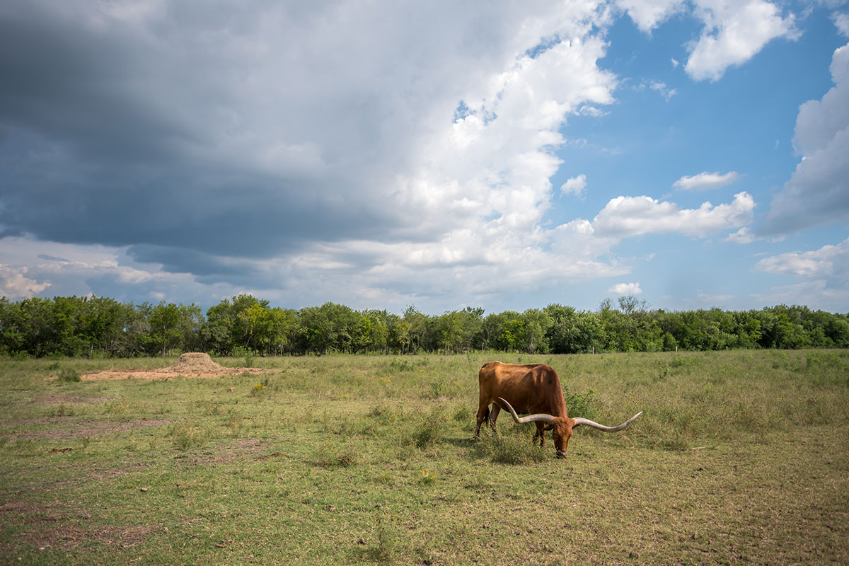 How To Buy Land In Texas James Bigley Ranches