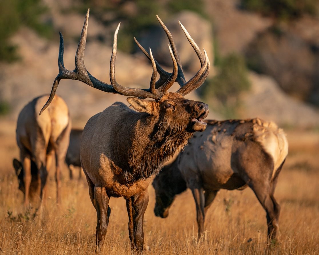 Elk in Texas James Bigley Ranches