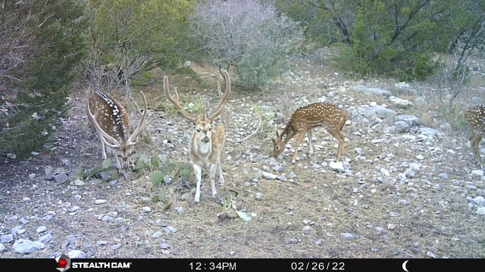 axis deer hunt texas