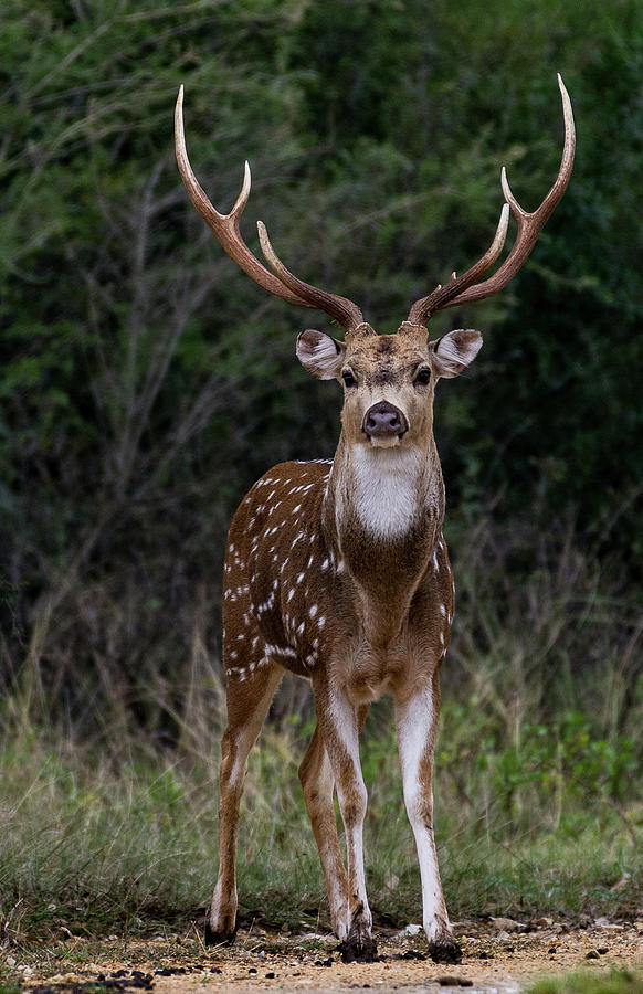 axis deer hunt texas