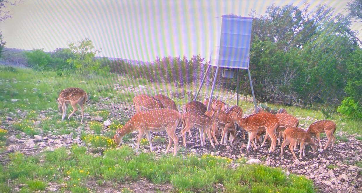 axis deer hunt texas