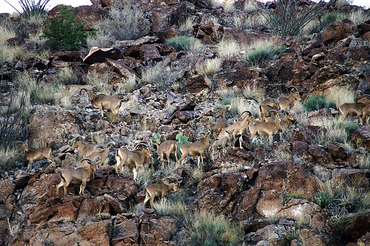Non-native aoudad (Barbary sheep) on Burro Mesa in Big Bend National Park, Texas