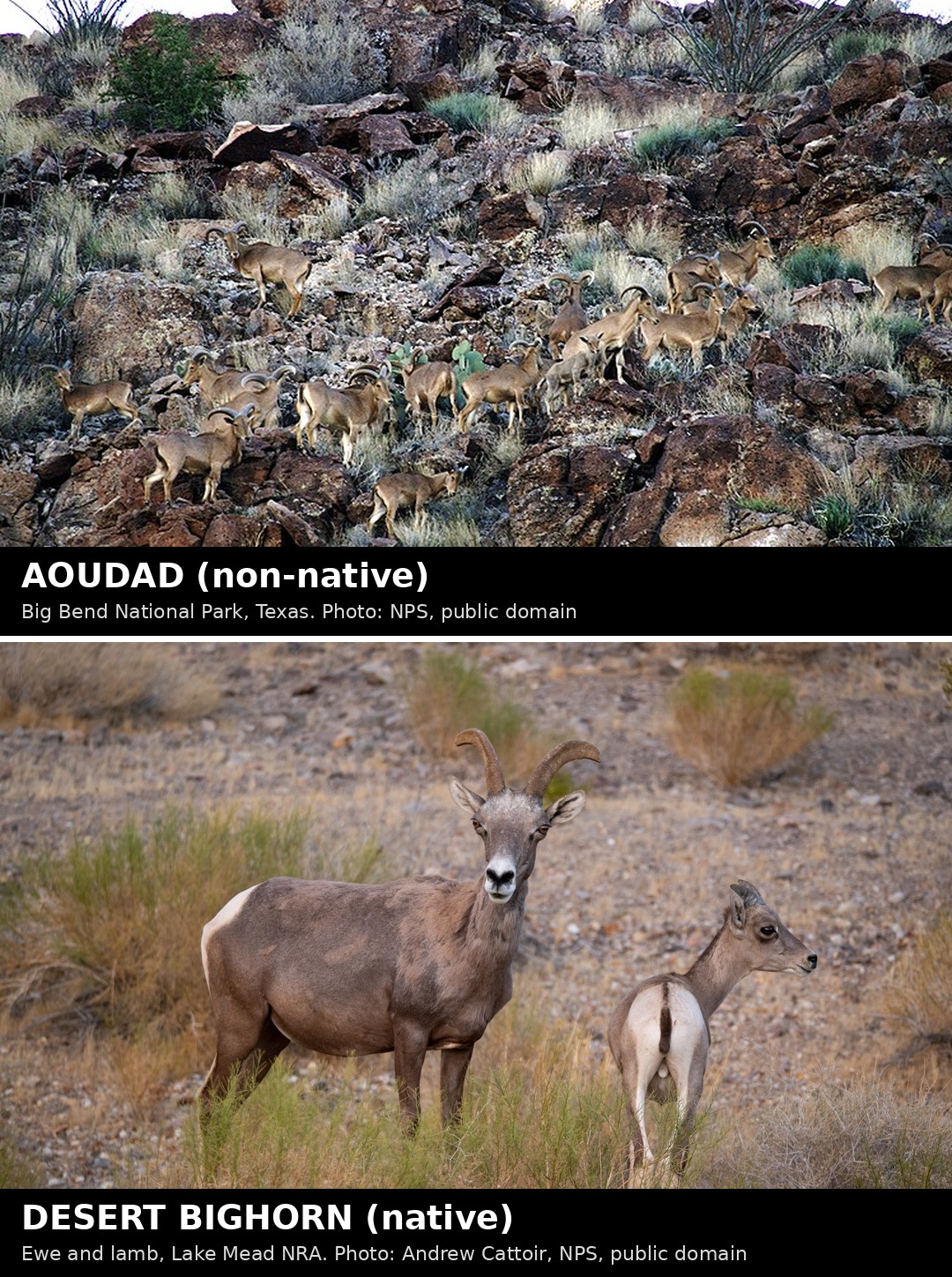 Top: a herd of aoudad on a rocky slope in Big Bend National Park. Bottom: a desert bighorn ewe with her lamb.