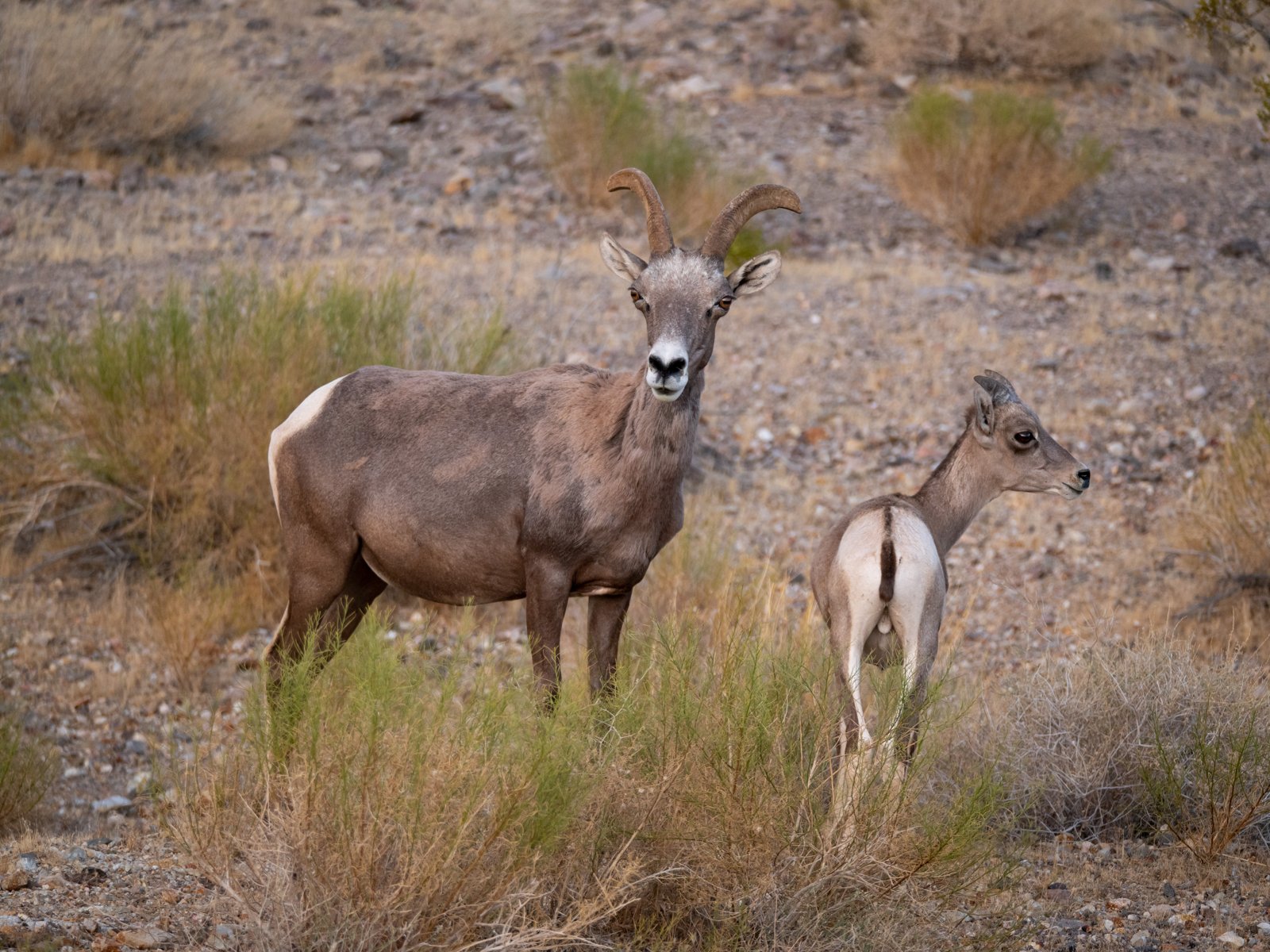 Desert bighorn ewe and lamb on rocky ground at Lake Mead National Recreation Area