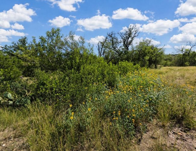 3E Ranch yellow wildflowers among green brush and native grasses