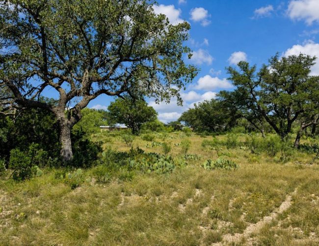 3E Ranch oak trees and prickly pear in pasture with buildings beyond