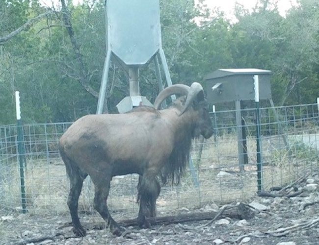 Granddaddy Aoudad