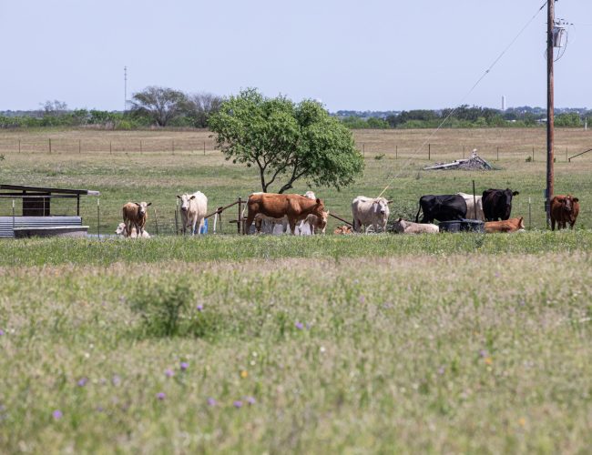 Karnes_County_LRG-59