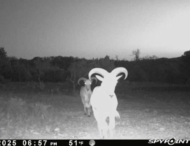 Spypoint_20250213_050006_1757250529696