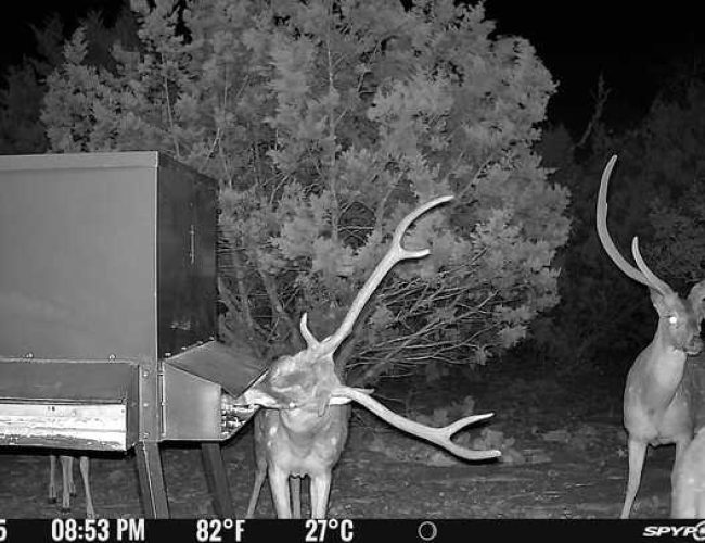 Spypoint_20250330_054203_1757250566792