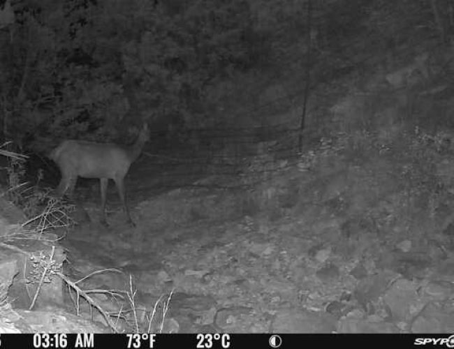 Spypoint_20250621_082953_1757250590794