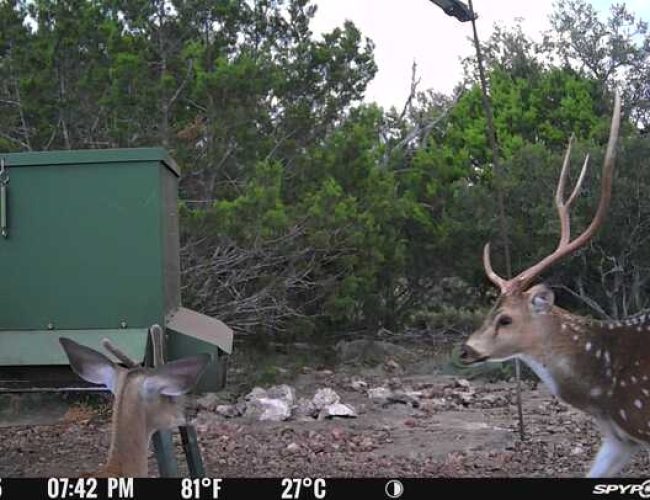 Spypoint_20250818_090302_1757250615118