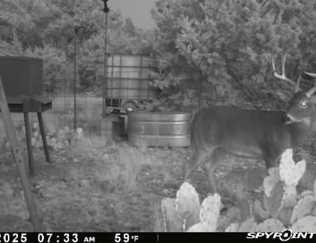 Spypoint_20251103_064112