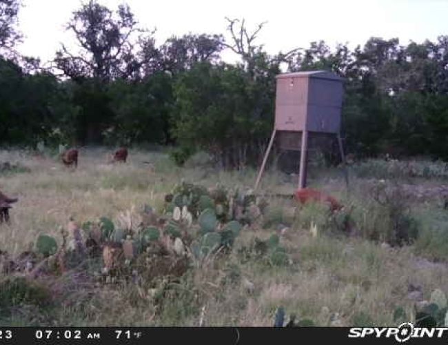 spypoint_858963081090715_1757250684623